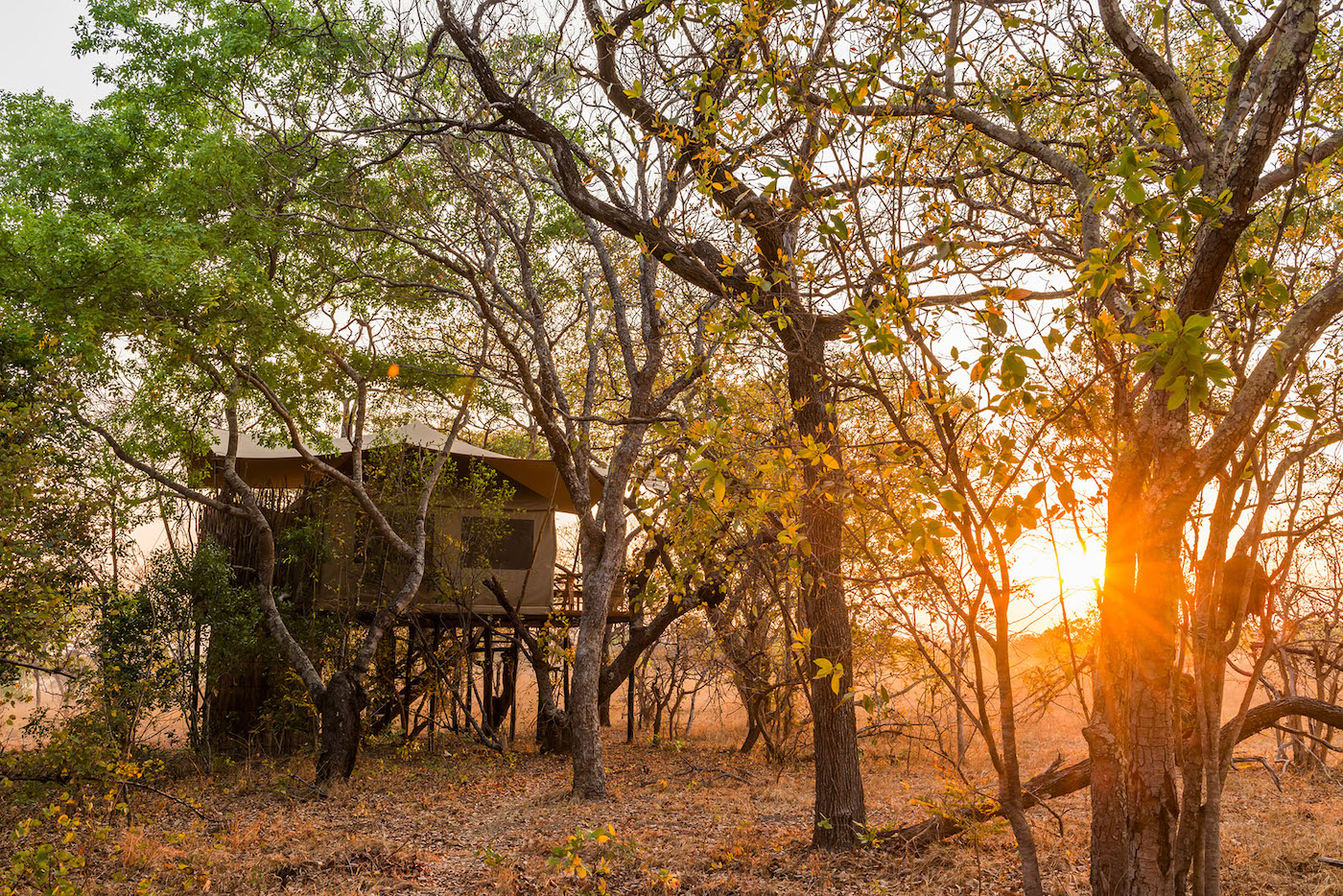 FIG TREE BUSH CAMP thumbnail