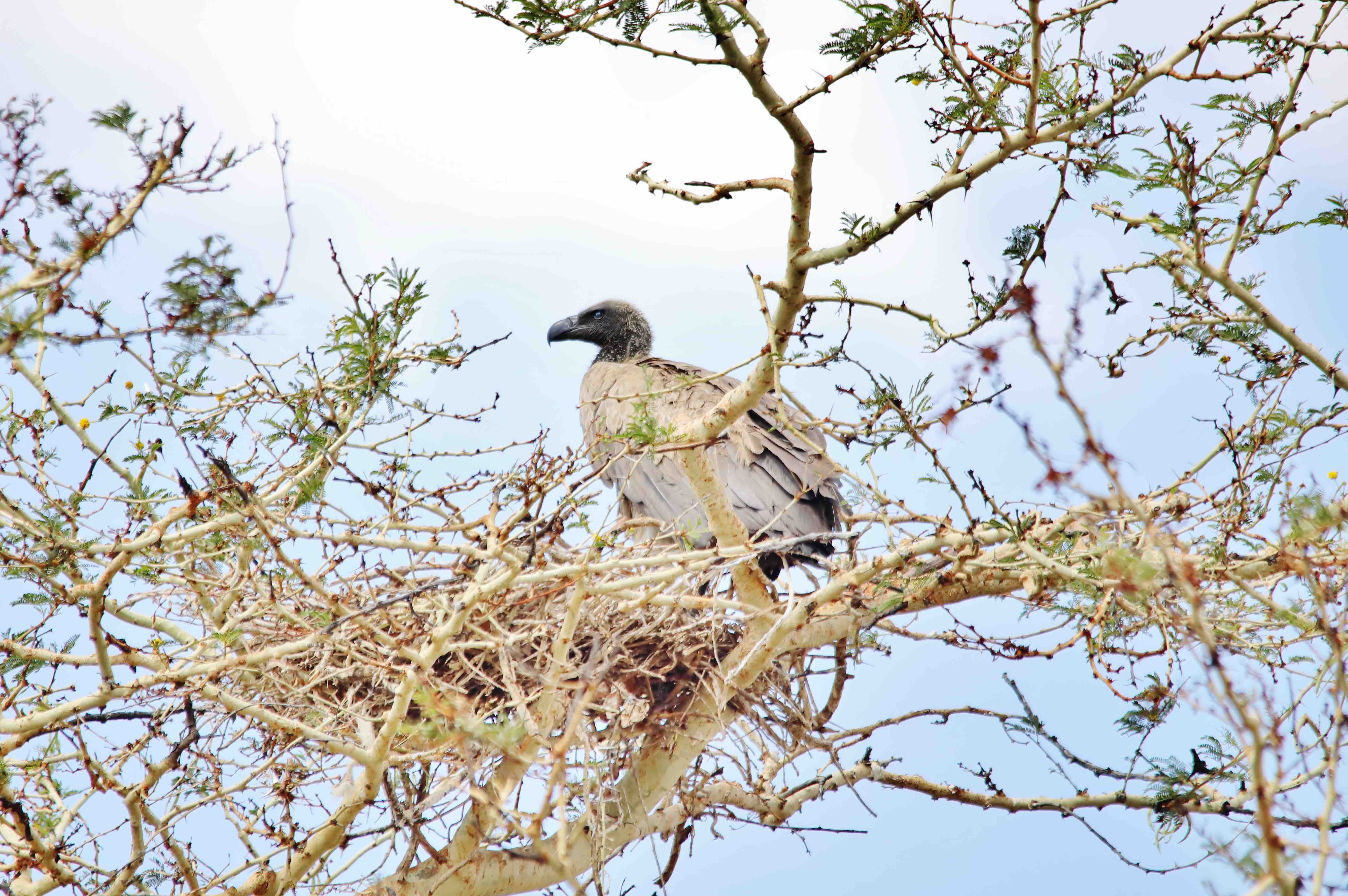 BIRTHWATCH ZAMBIA: SAVING THE BIRDS