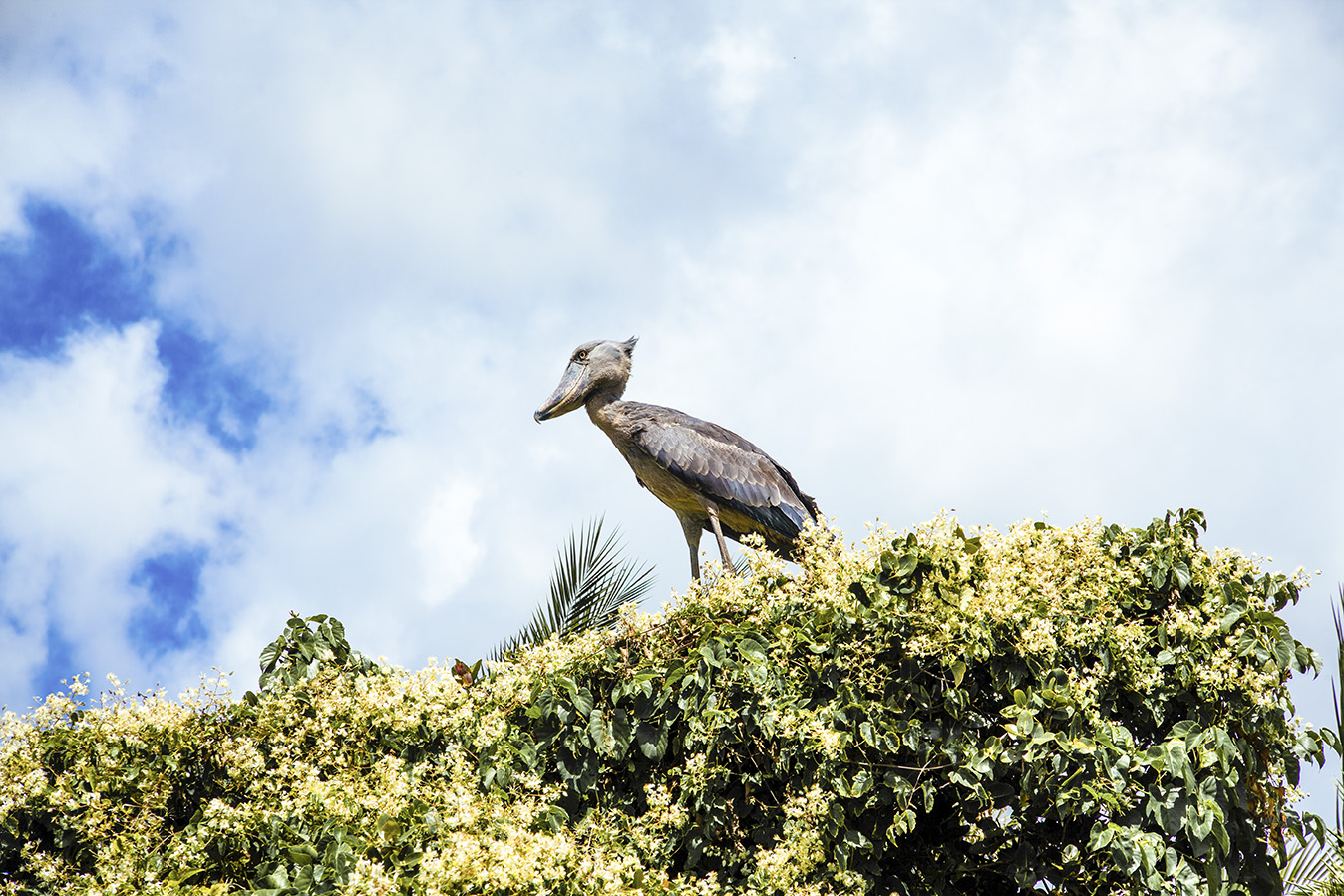 CHASING BILL, THE BANGWEULU WETLANDS EXPEDITION