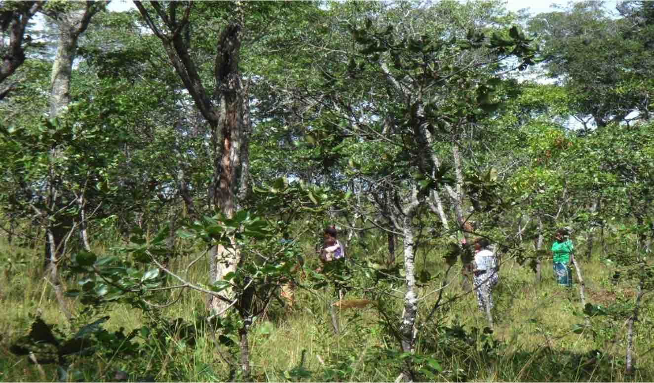 TACKLING DEFORESTATION IN ZAMBIA