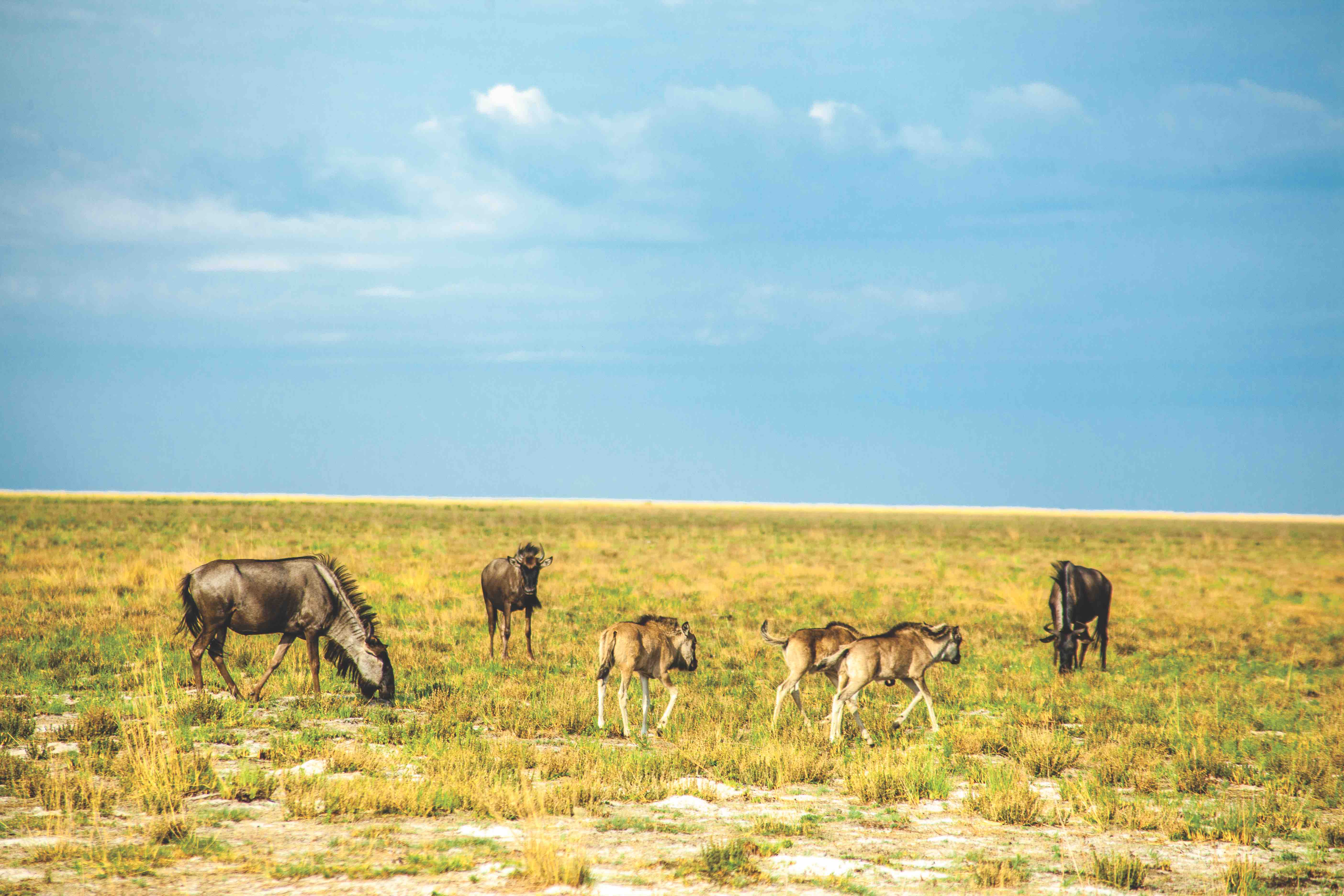 WILDEBEEST COUNTRY THE LIUWA PLAIN NATIONAL PARK EXPERIENCE