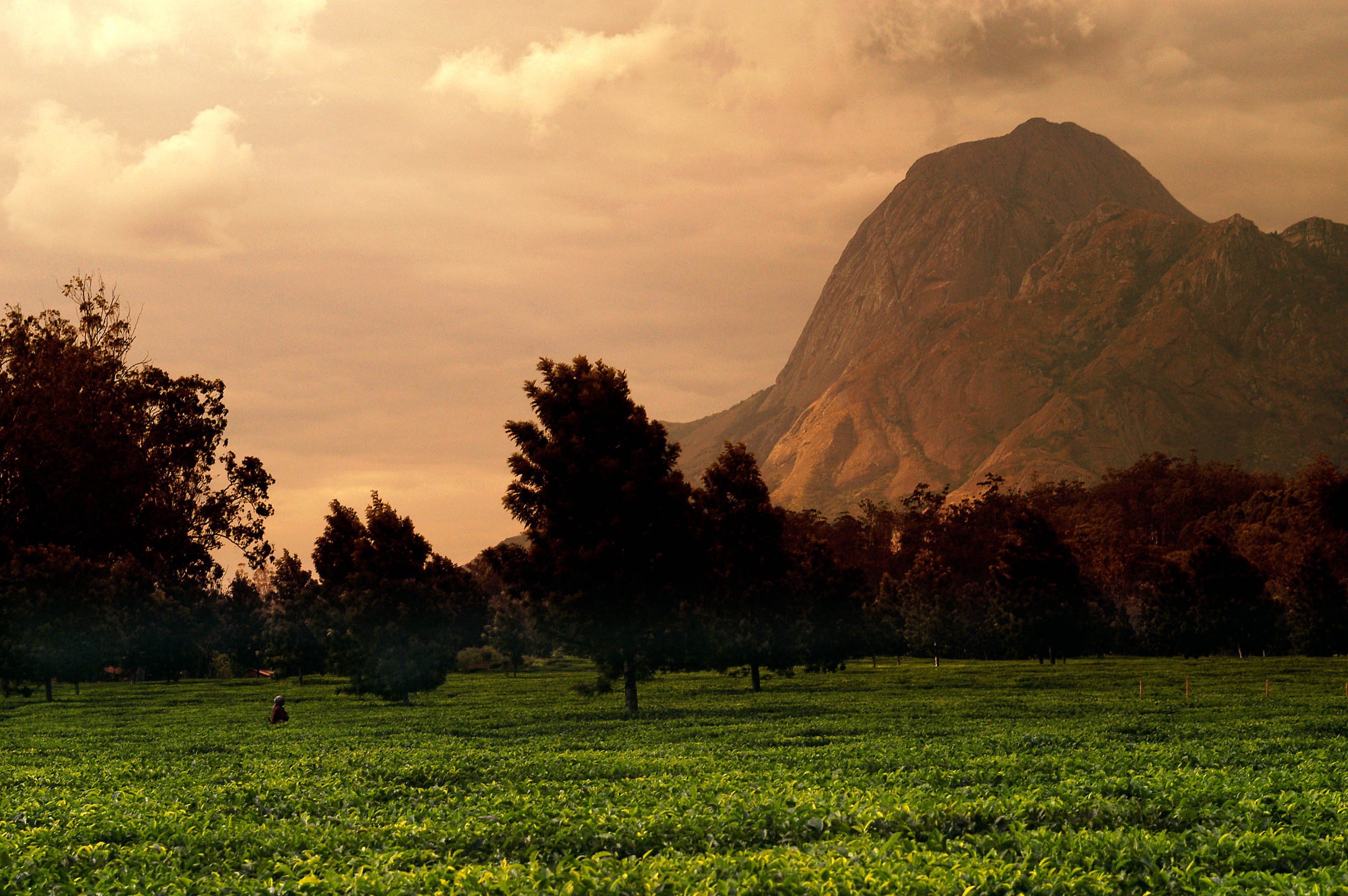 Mount Mulanje Malawi’s Island in the Sky thumbnail