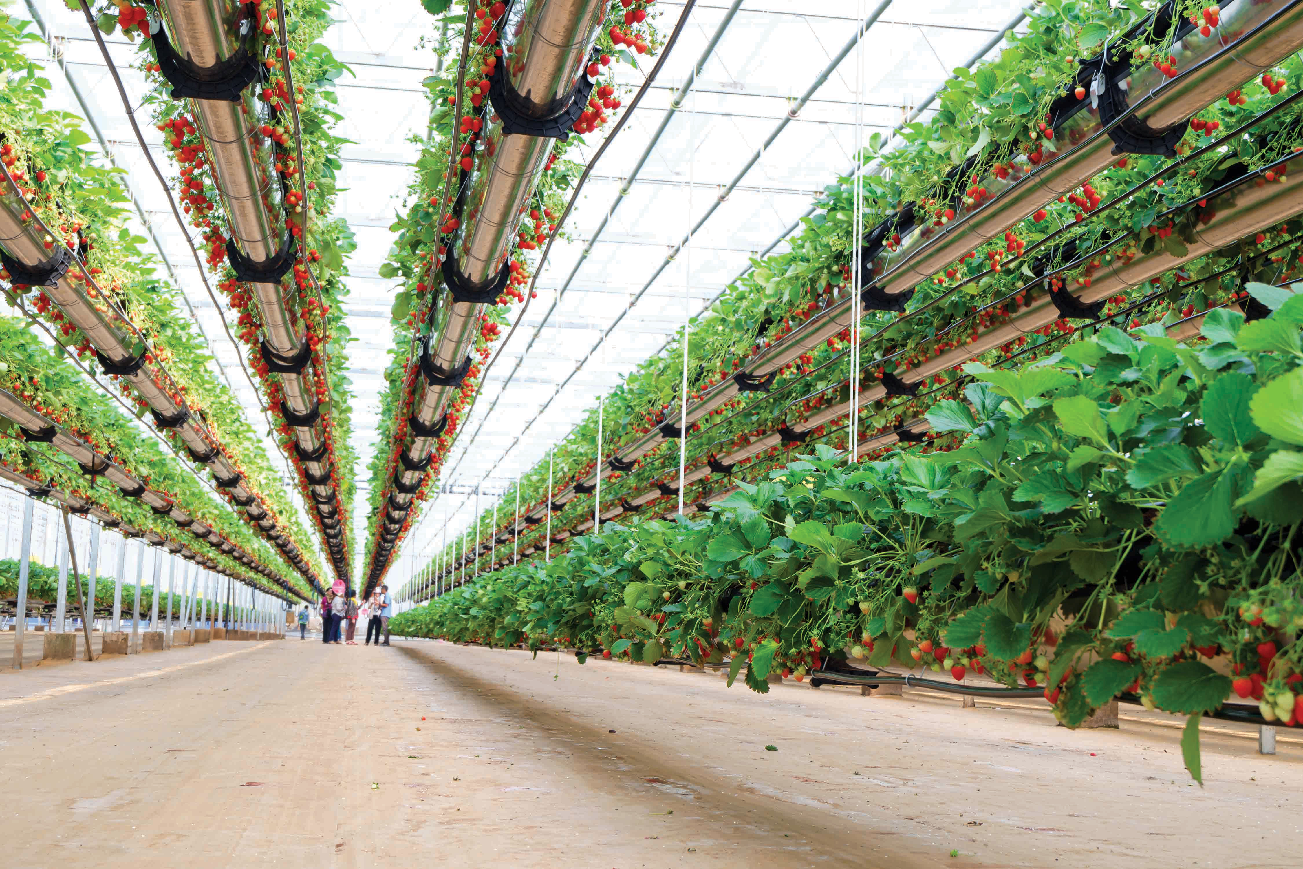 Vertical farming The way of the future? thumbnail