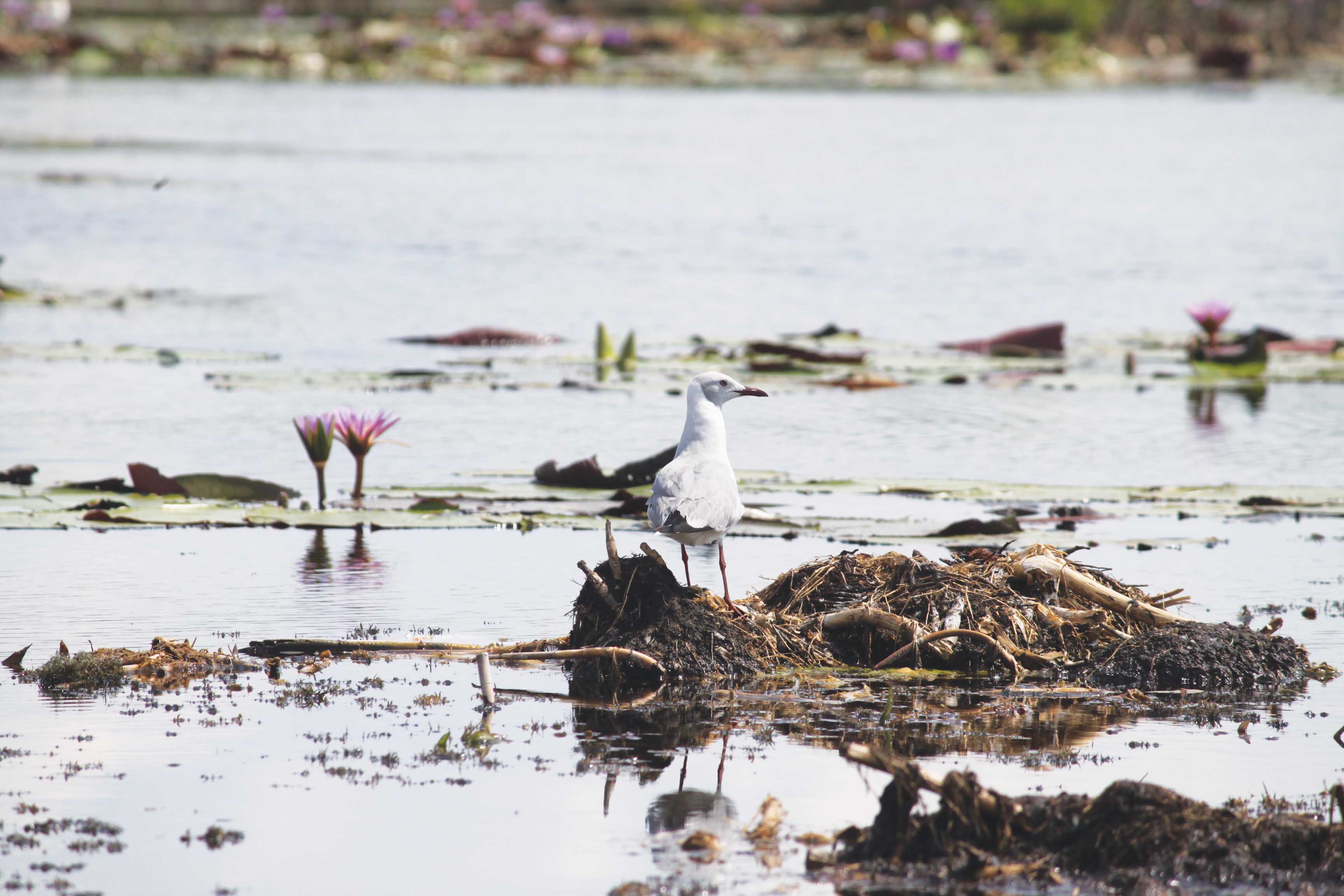 The Lukanga Swamp Restoration Project thumbnail