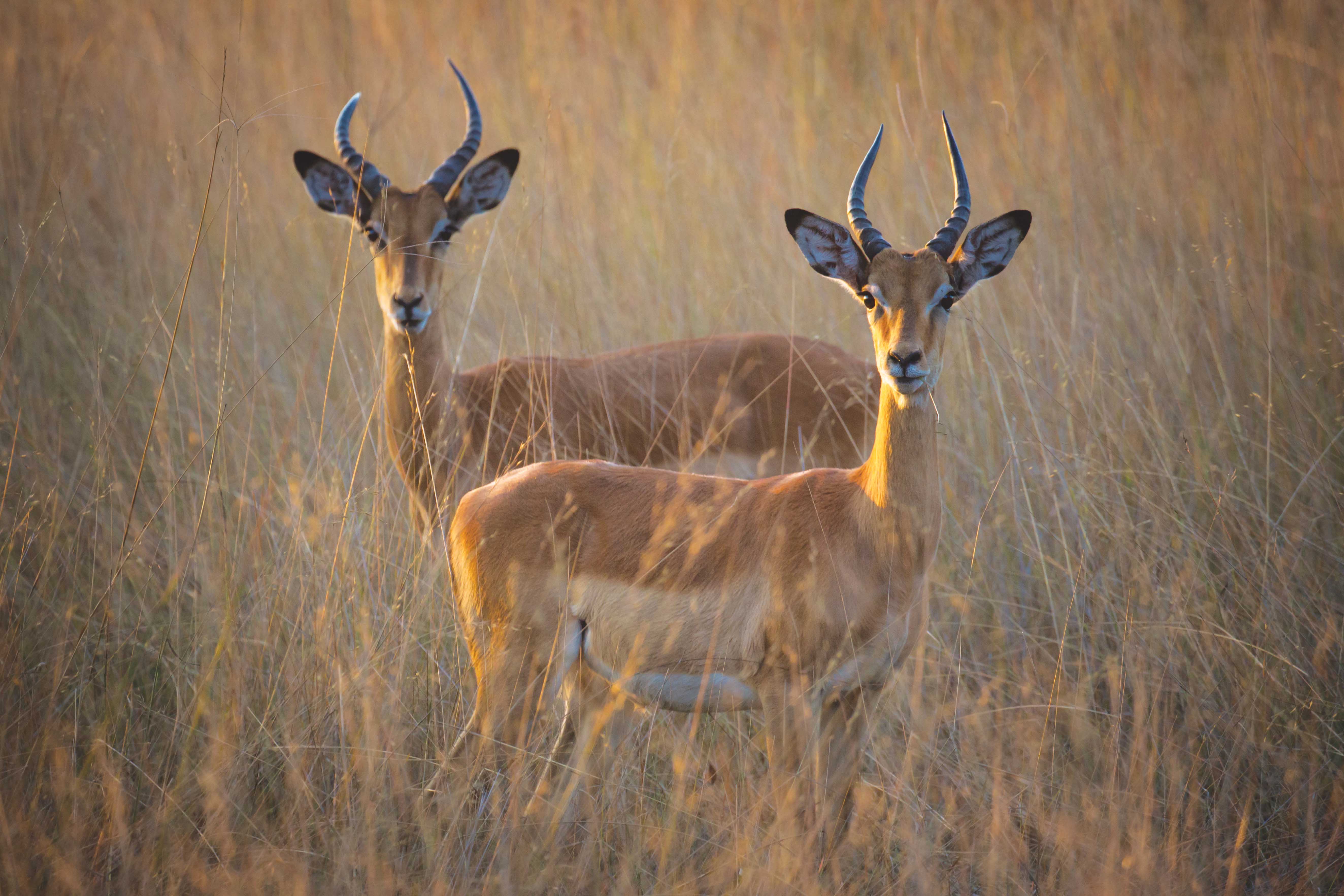 THE SPLENDOUR OF THE KAFUE NATIONAL PARK thumbnail