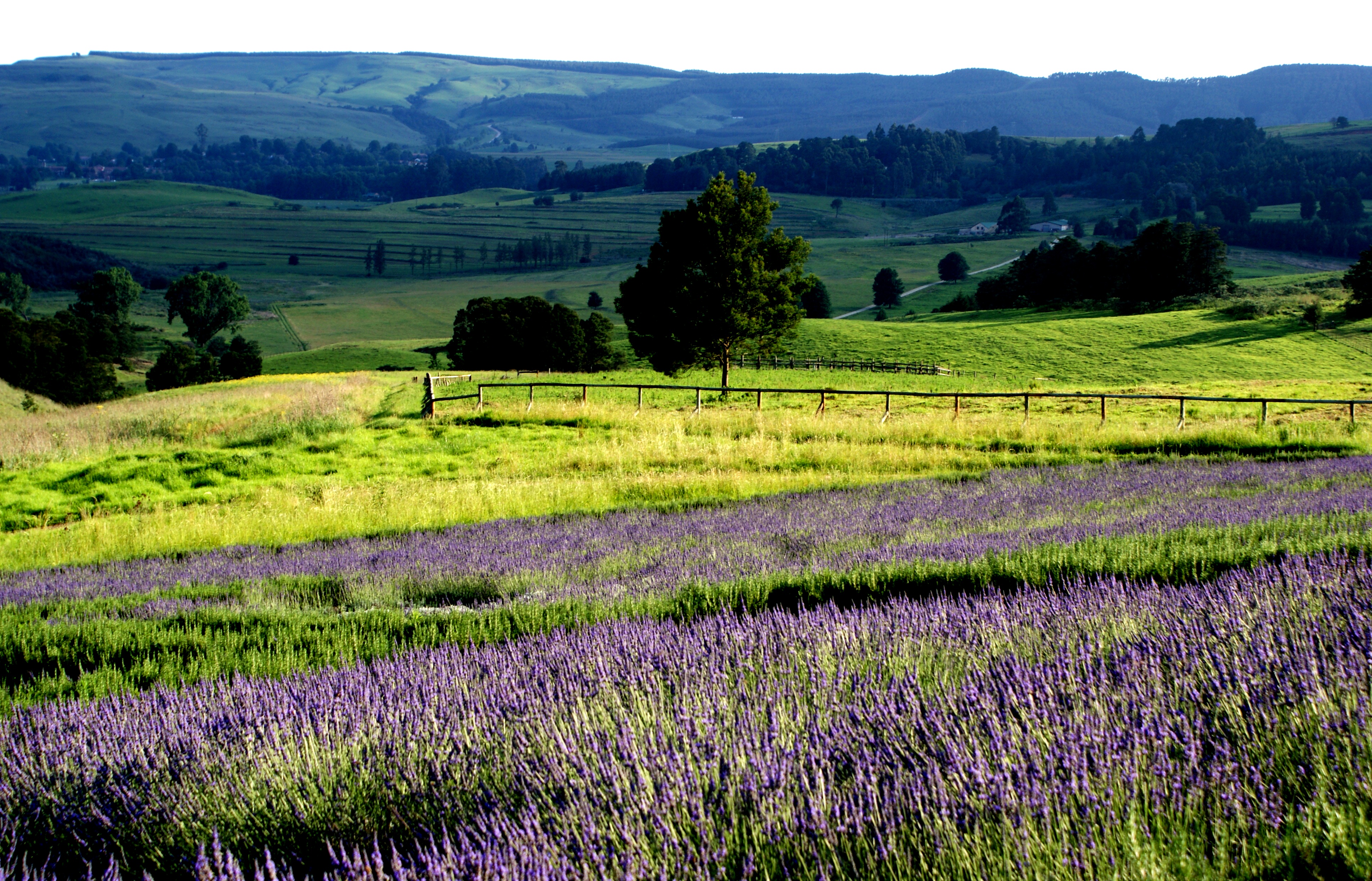 Escape to Indigo Fields