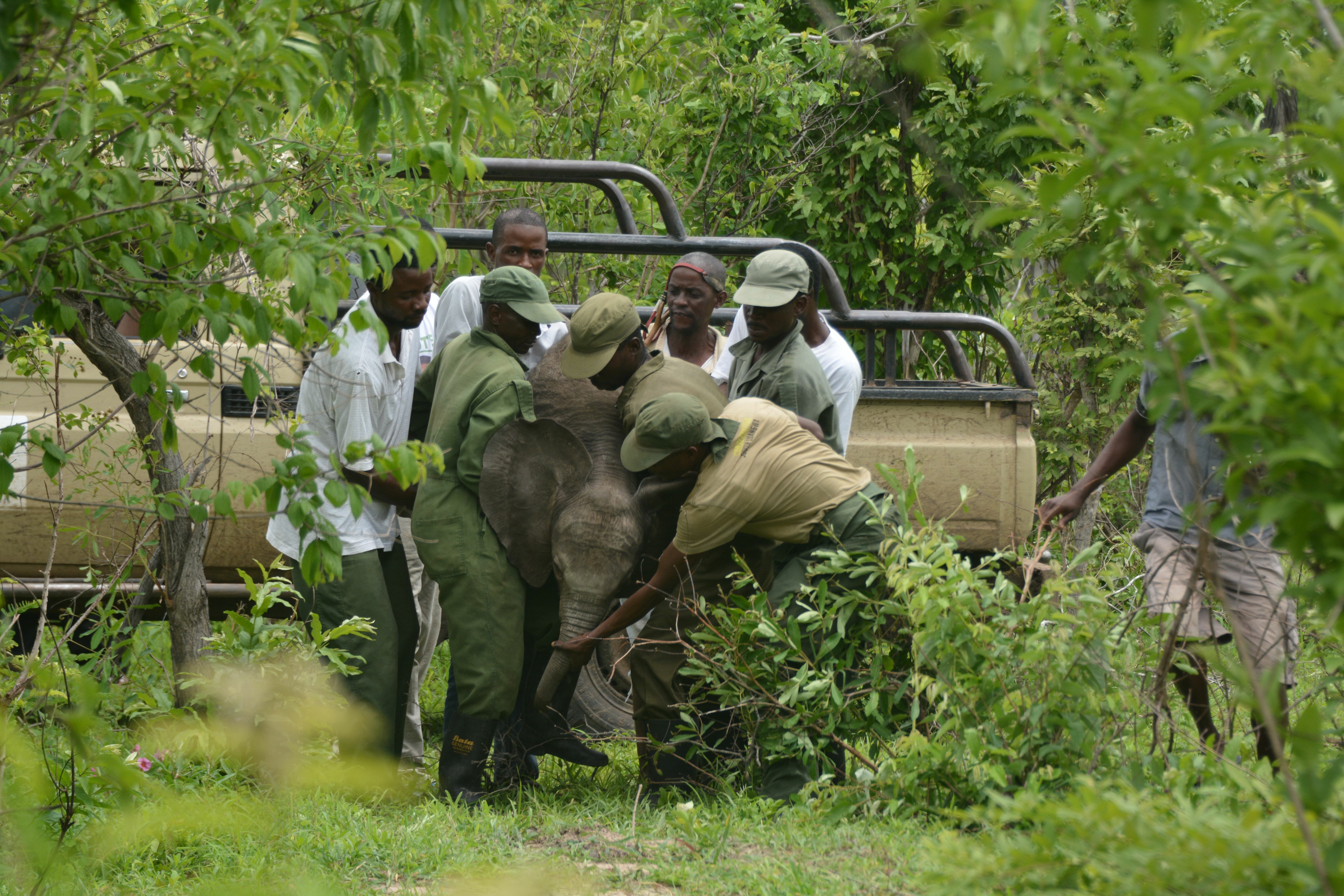 Conservation in a COVID-19 World How is Zambia coping?