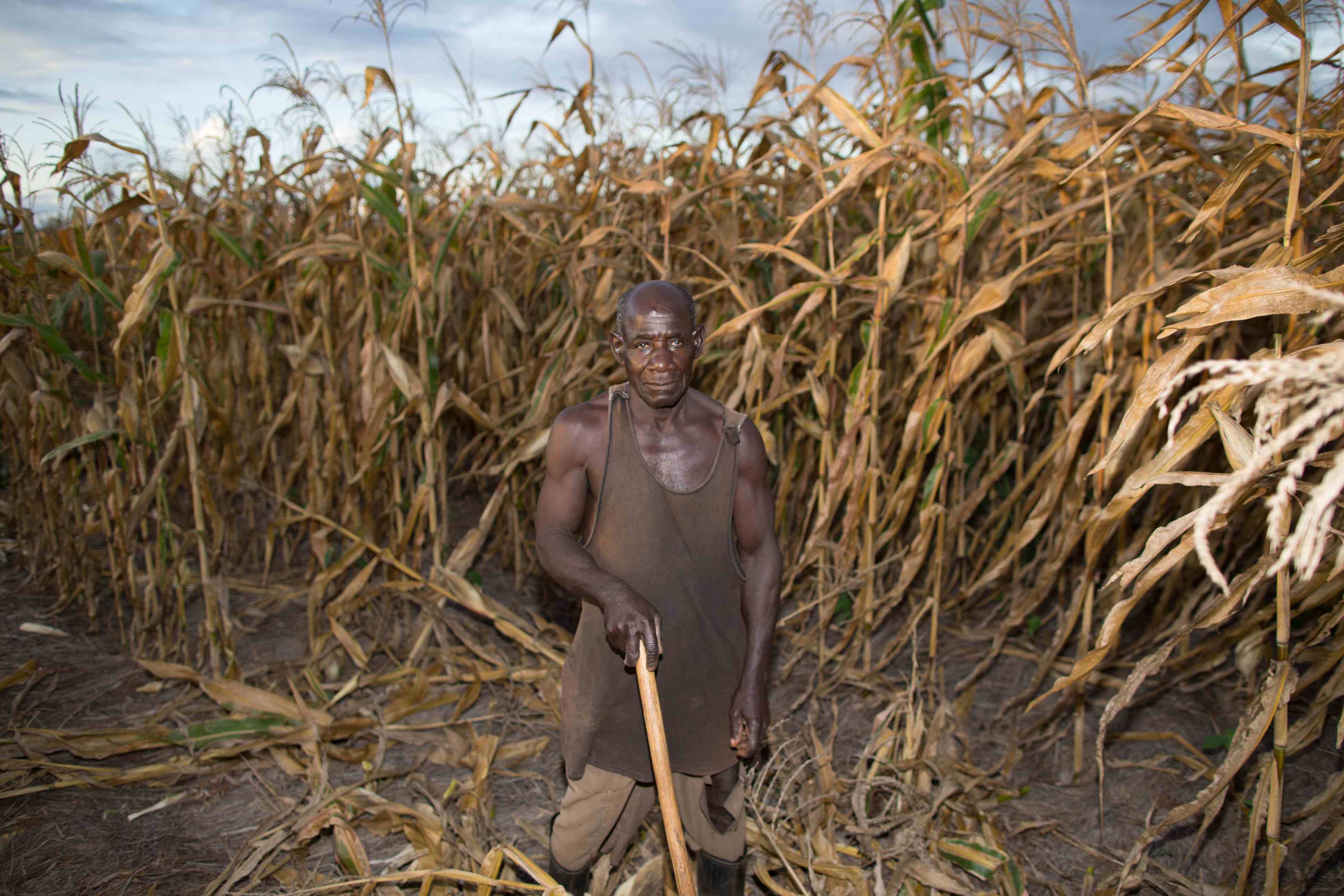 Climate smart agriculture, the great green initiative thumbnail