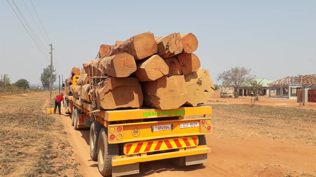 Zambia’s Untapped Timber Industry