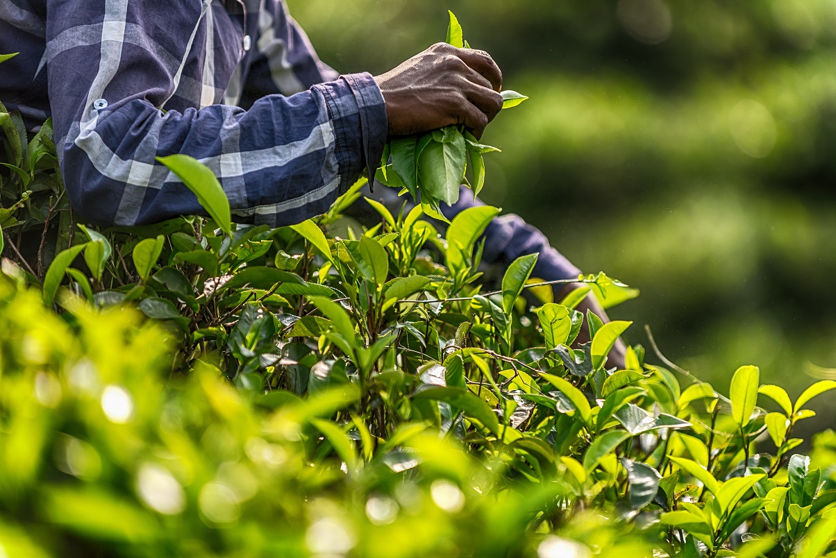 Tea Brews Again in Kawambwa