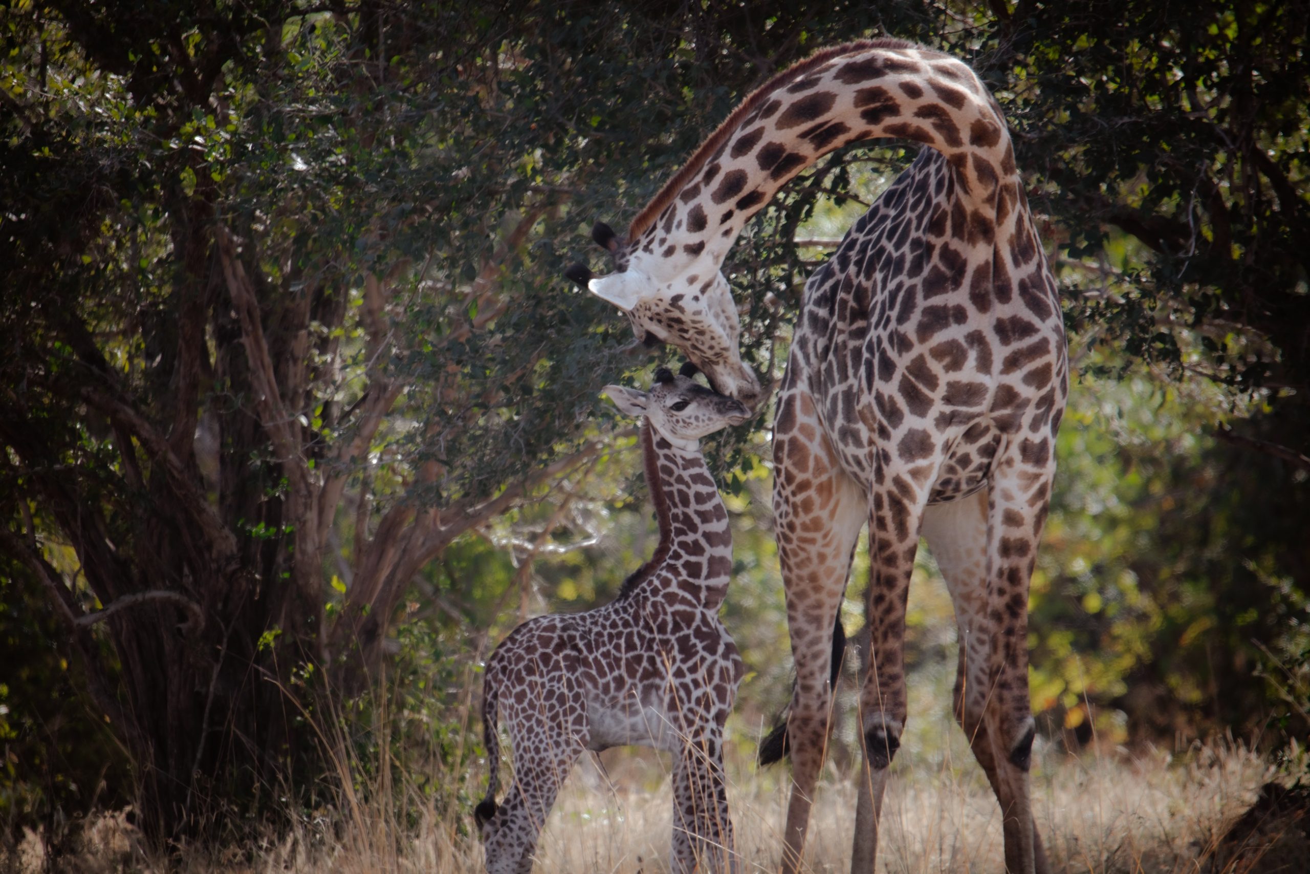 Magical Luangwa thumbnail