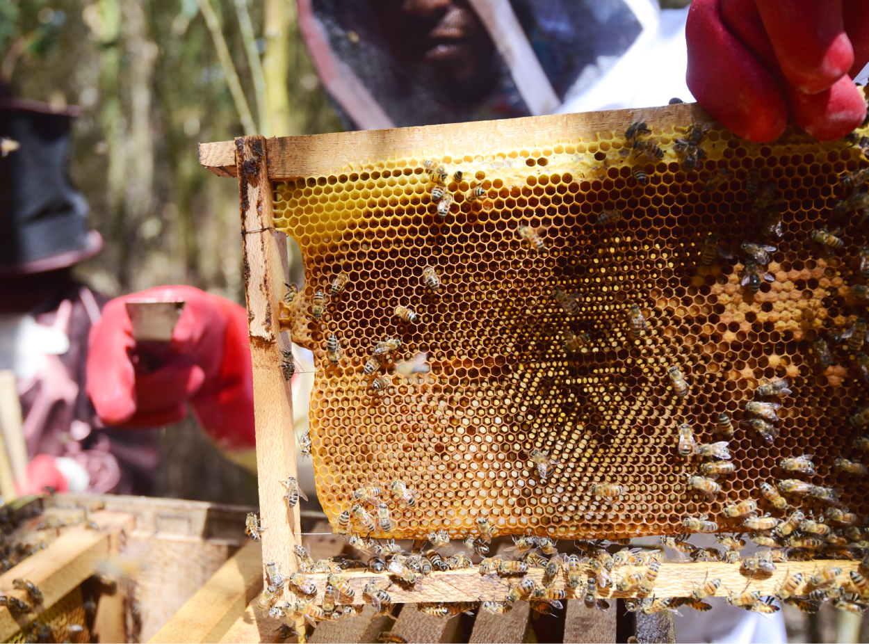 Zambia’s Untapped Honey Market