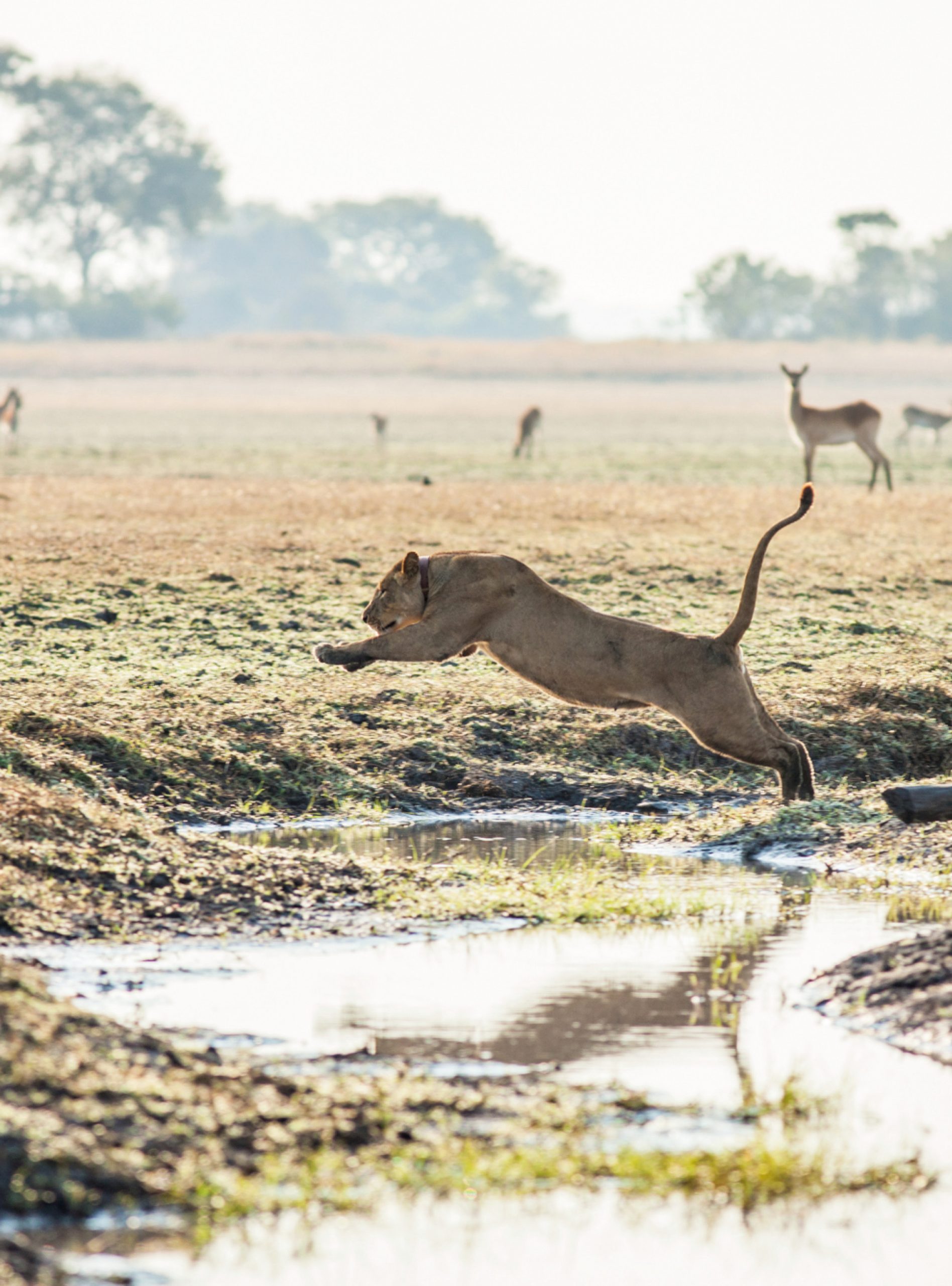 Busanga Plains: The Kingdom of Idos thumbnail