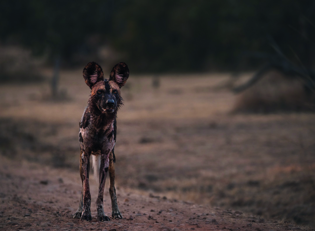 The Zambian Way&lt;br&gt;&lt;span class=&#x27;subtitle-style&#x27;&gt;The Success Story of Wild Dogs in the Luangwa Valley&lt;/span&gt;