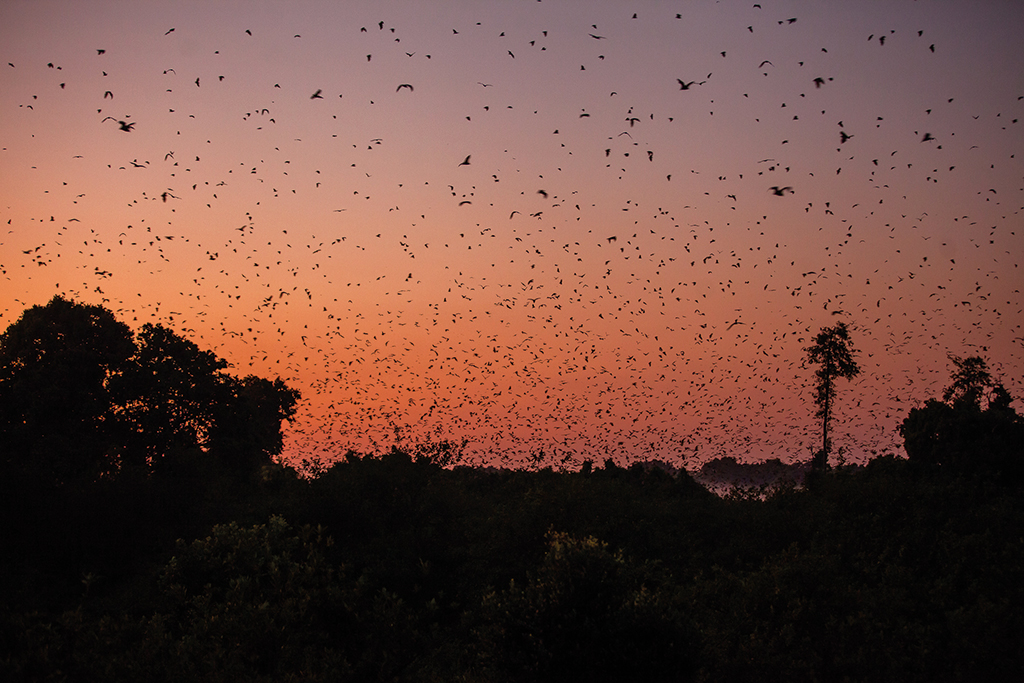 Flight of the Foxes&lt;br&gt;&lt;span class=&#x27;subtitle-style&#x27;&gt;Kasanka National Park&lt;/span&gt;