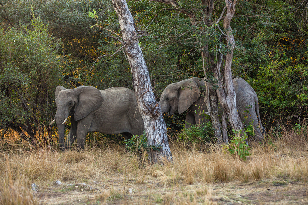 Only in Zambia&lt;br&gt;&lt;span class=&#x27;subtitle-style&#x27;&gt; Discover the country’s unique wildlife species&lt;/span&gt;