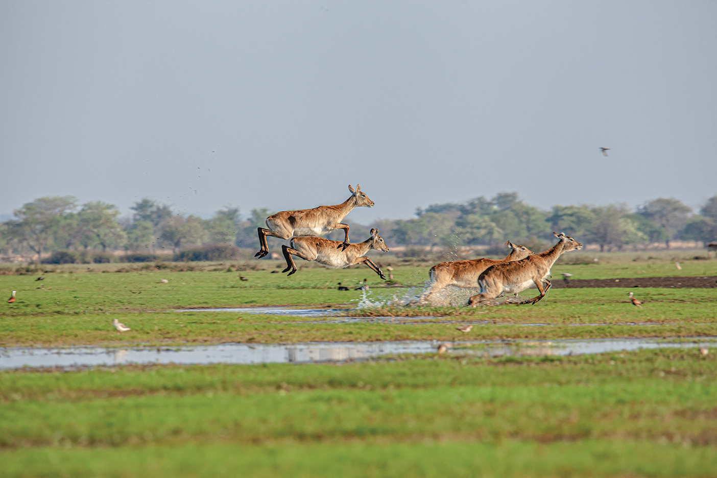 Lost in Lochinvar:&lt;br&gt;&lt;span class=&#x27;subtitle-style&#x27;&gt;Where Lechwe Leap&lt;/span&gt;