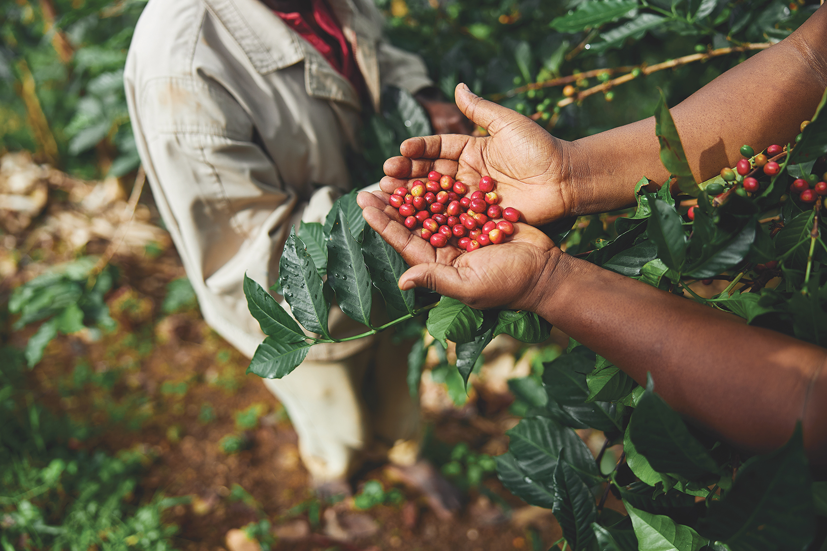 Zambia’s Coffee Renaissance