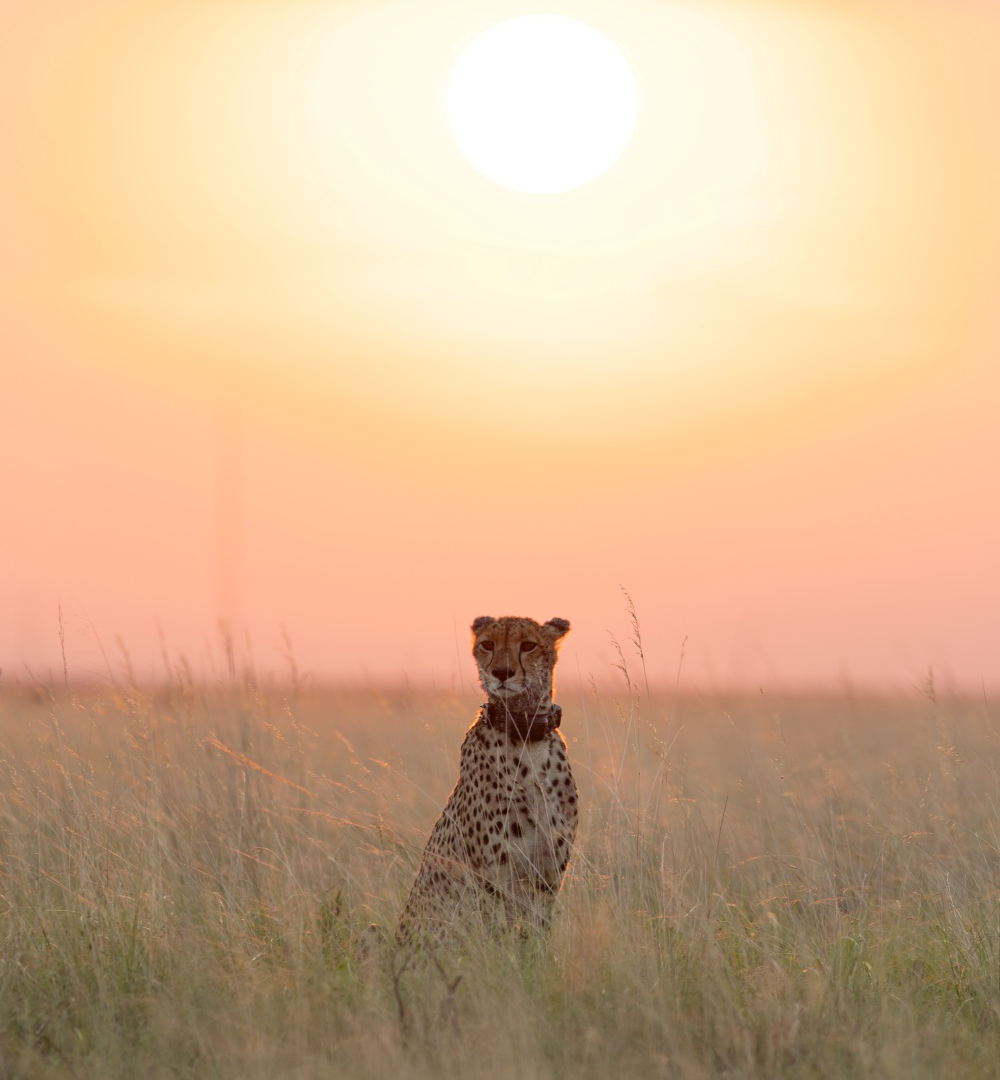 <p data-block-key="yzdd0">Patience and Predators: March of the Wildebeest</p> thumbnail